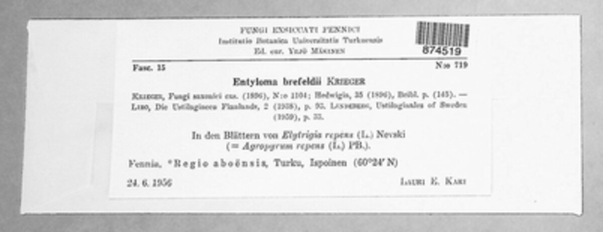 Ustilentyloma brefeldii image